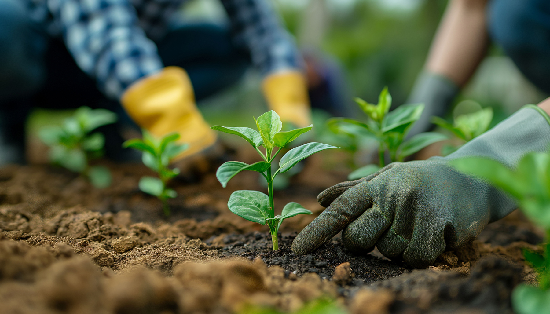 Stewardship of the Land: A Biblical Responsibility